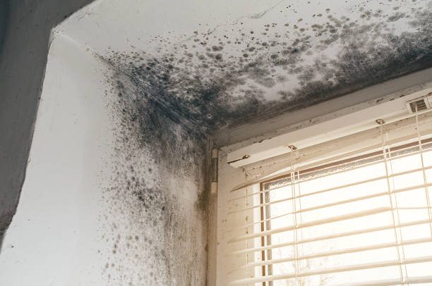 Affordable Crawl Space Mold Remediation solutions in Auburn, KY